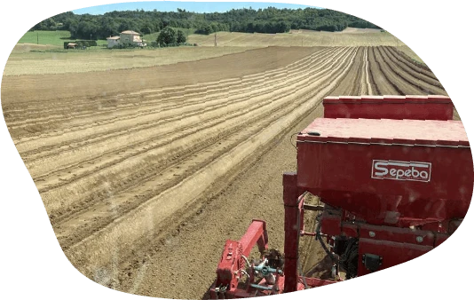 Préparation du terrain avant la plantation des patates douces