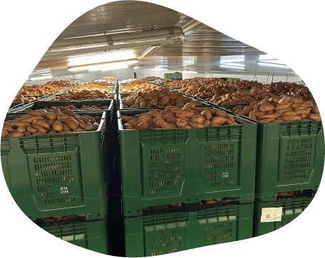 Stockage des patates douces à température ambiante dans les bâtiments de l'exploitation